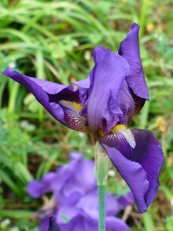 Bobbie's Old Fashioned Purple Bearded Iris, German Iris