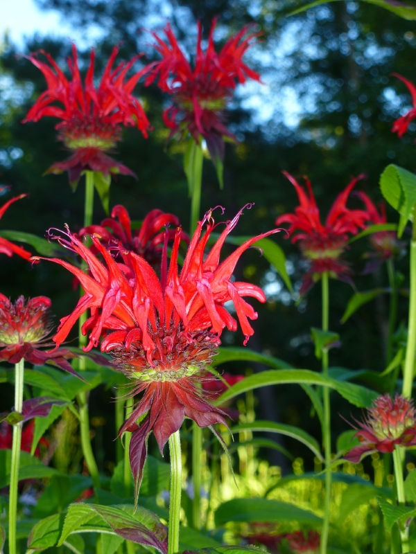 Jacob Cline Scarlet Bee Balm, Monarda, Oswego Tea, Bergamot