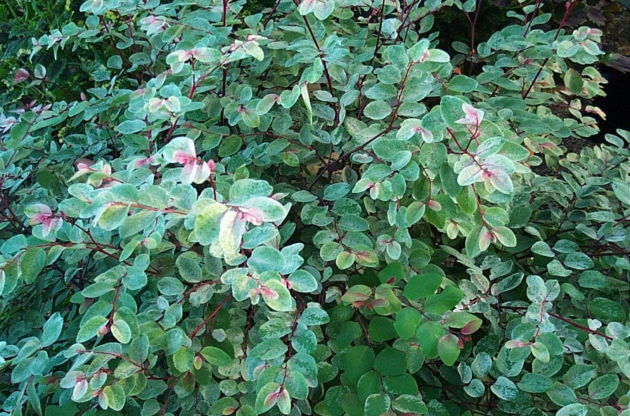 Japanese Snow Bush