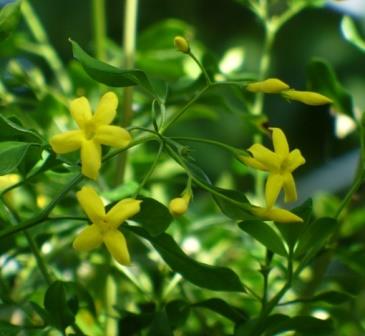 Showy Yellow Jasmine, Florida Yellow Jasmine