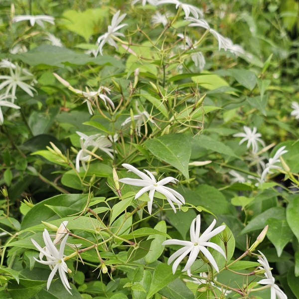 Angel Wing Jasmine, Shining Jasmine, Star Jasmine, Royal Jasmine