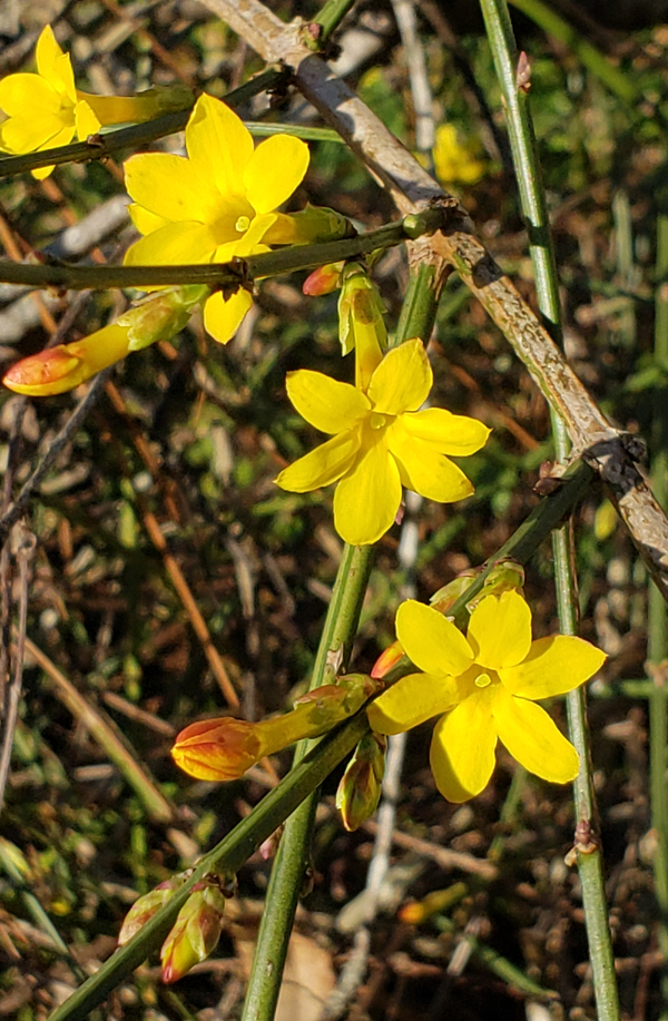 Winter Jasmine