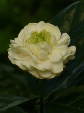 5 Grand Duke Jasmine Seeds Rare Tropical Fragrant Flower While Perennial Bloom