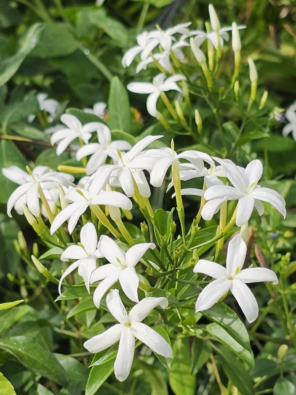 Twisted Jasmine, African Jasmine, Perfume Jasmine