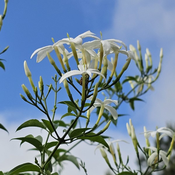 Twisted Jasmine, African Jasmine, Perfume Jasmine