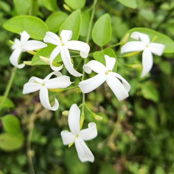 Twisted Jasmine, African Jasmine, Perfume Jasmine