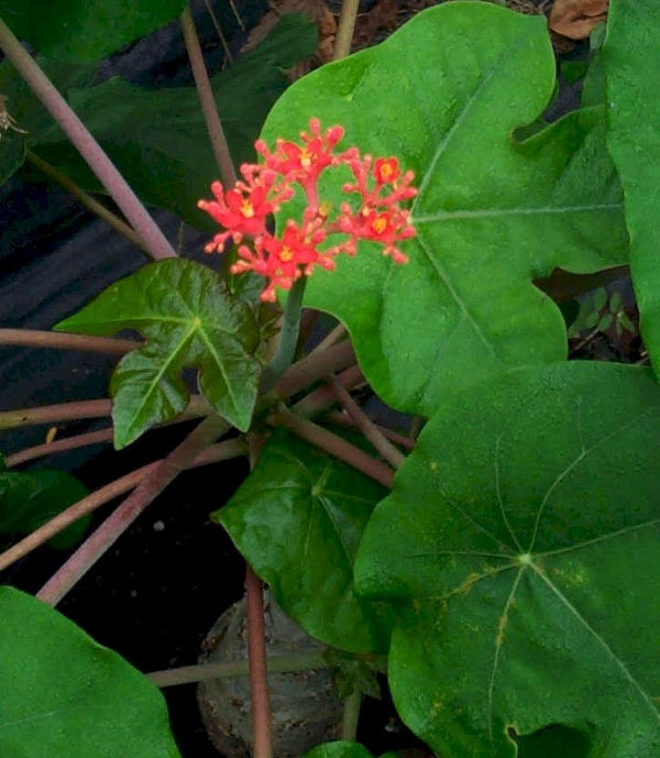 Buddha's Belly Bush, Bottle Plant, Gout Plant, Coral Plant