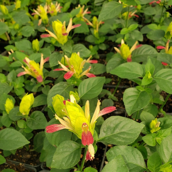 Fruit Cocktail Shrimp Plant