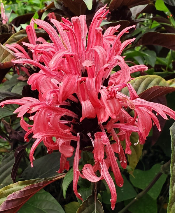 Thelma's Pink Justicia, Jacobinia, Brazilian Plume