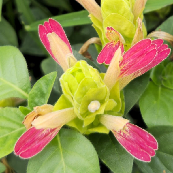 Fruit Cocktail Shrimp Plant