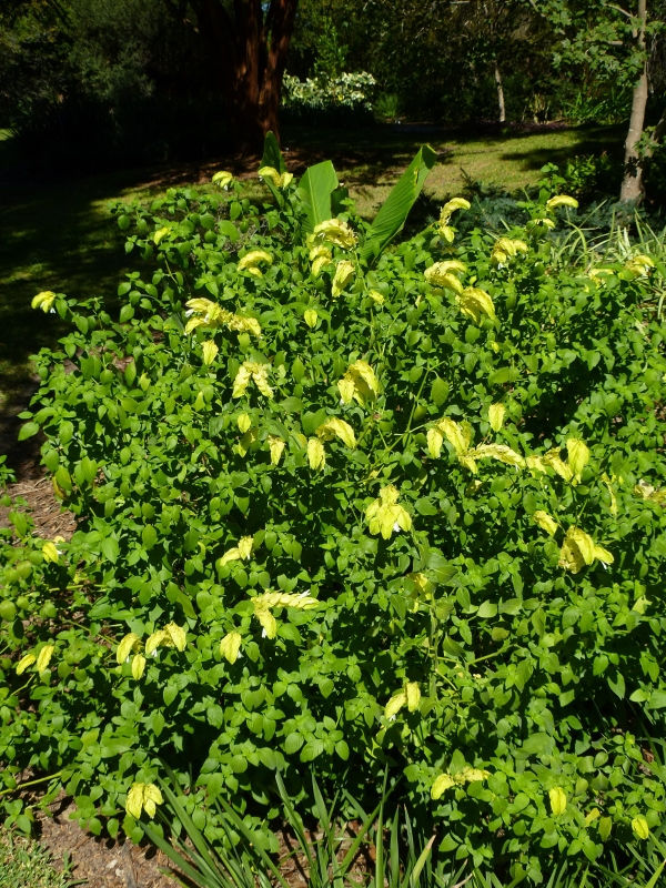 Yellow Queen Shrimp Plant, Chartreuse Shrimp Plant, Shrimp Bush, False Hope