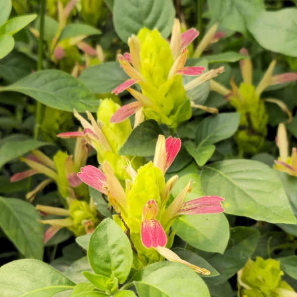 Fruit Cocktail Shrimp Plant