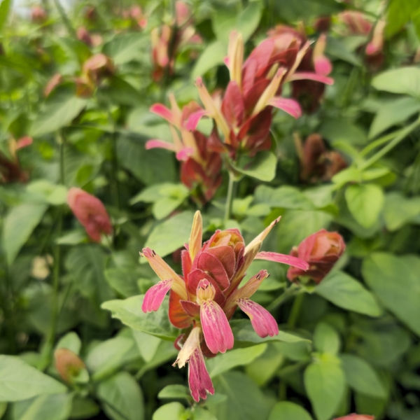Red Shrimp Plant, False Hope, Shrimp Plant, Shrimp Bush