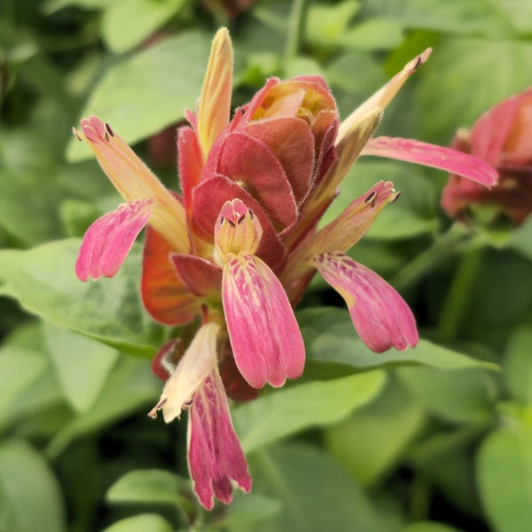 Red Shrimp Plant, False Hope, Shrimp Plant, Shrimp Bush