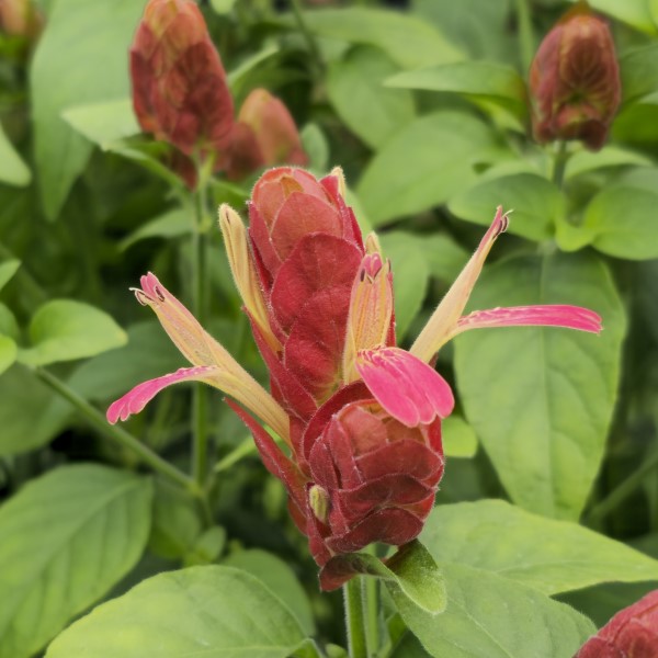 Red Shrimp Plant, False Hope, Shrimp Plant, Shrimp Bush