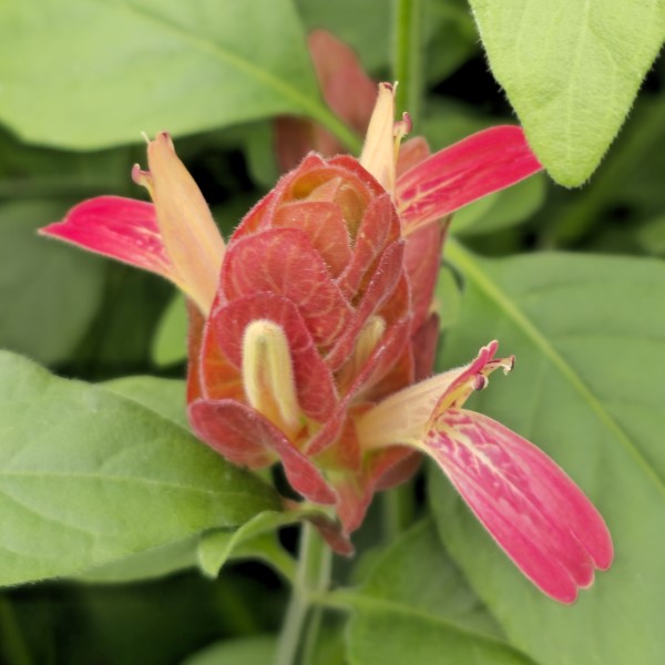 Red Shrimp Plant, False Hope, Shrimp Plant, Shrimp Bush