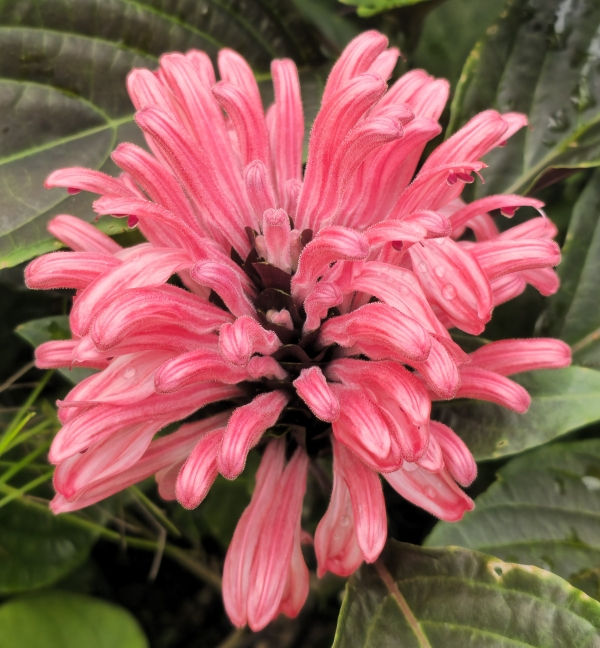 Thelma's Pink Justicia, Jacobinia, Brazilian Plume