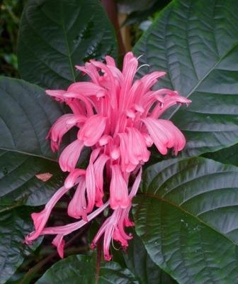 Huntington Pink Jacobinia, Brazilian Plume