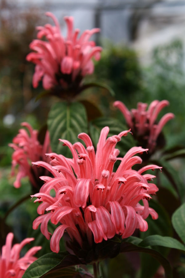 Thelma's Pink Justicia, Jacobinia, Brazilian Plume