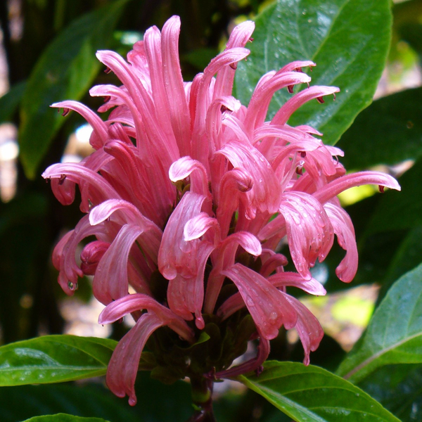 Pink Jacobinia, Brazilian Plume