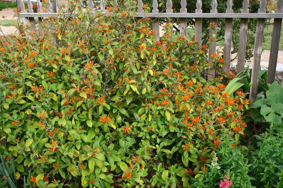 Spicy Justicia, Mexican Honeysuckle, Orange Plume Flower, Muicle, Mohintli, Firecracker Flower