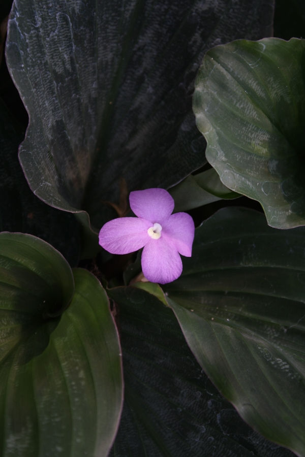 Peacock Ginger, Resurrection Lily