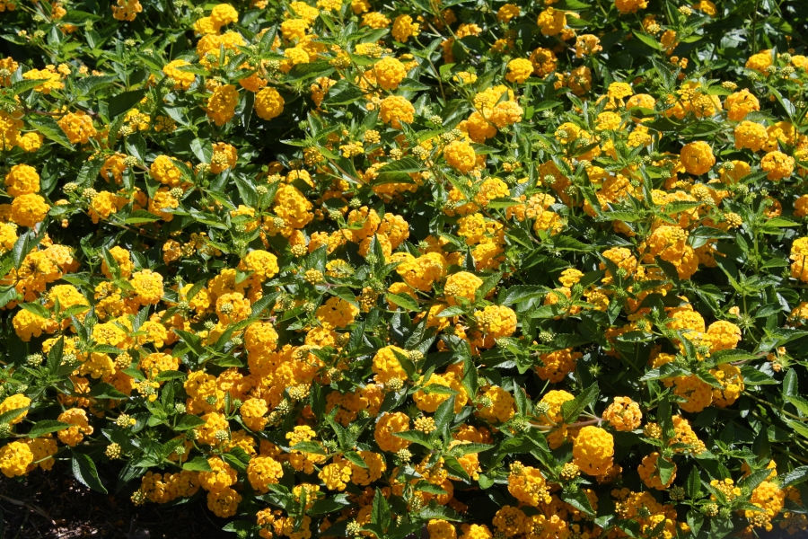 New Gold Lantana