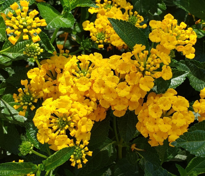 Chapel Hill Gold Lantana
