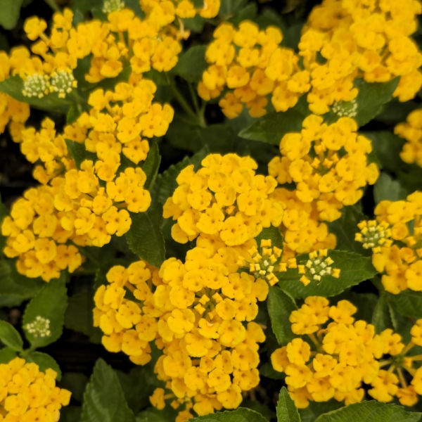 Chapel Hill Gold Lantana