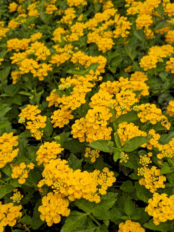 Chapel Hill Gold Lantana