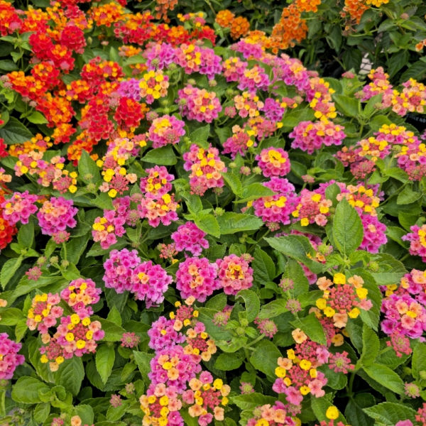 HEARTLAND™ Sunset 2024 Lantana