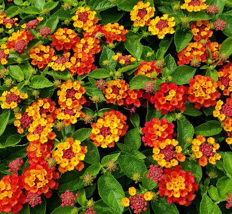 Hot Blooded™ Red Lantana