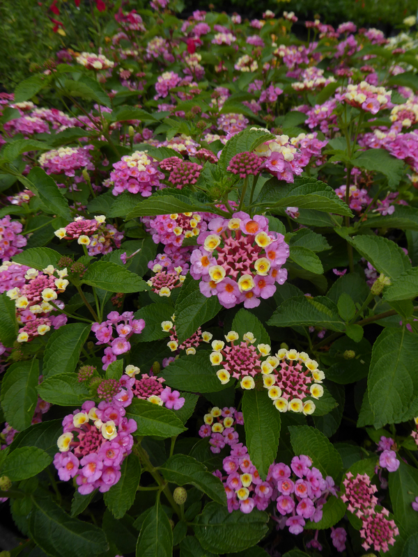 Landscape Bandana® Pink Lantana