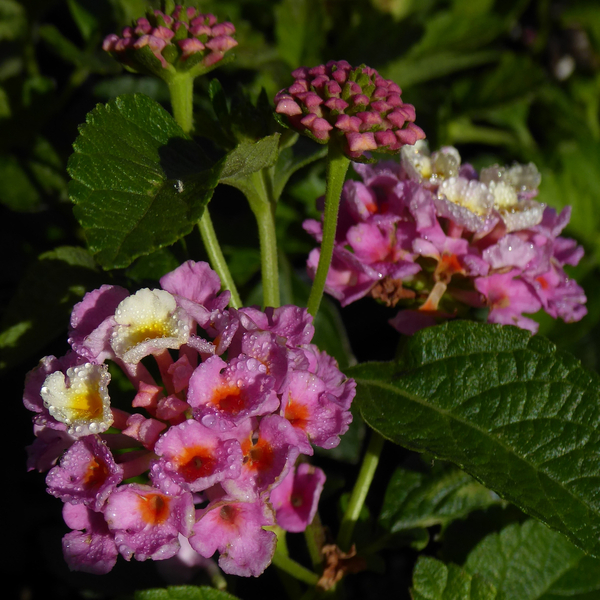 Landscape Bandana® Pink Lantana