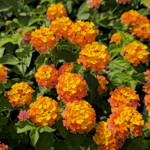 Miss Huff Hardy Lantana
