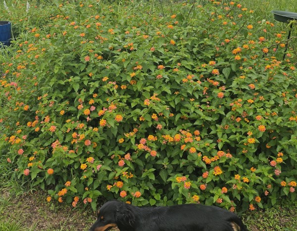 Miss Huff Hardy Lantana