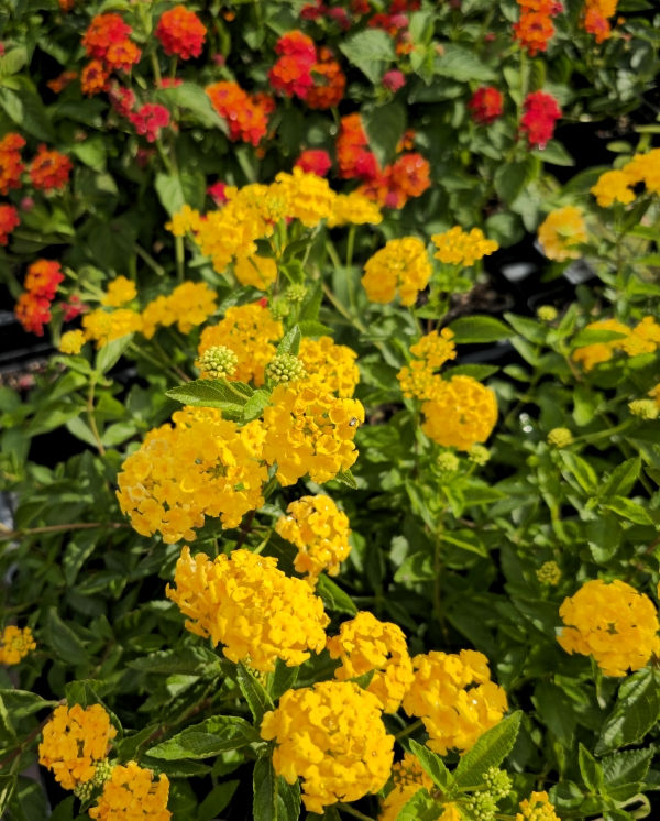 New Gold Lantana
