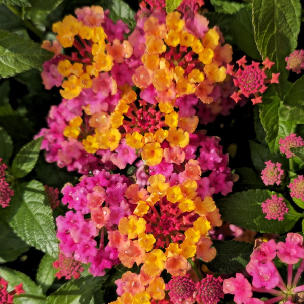 Passion Fruit Lantana