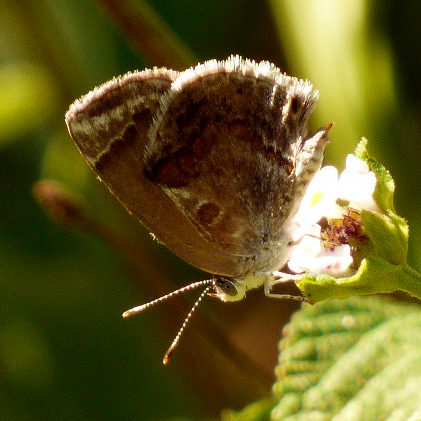 White Hammock Shrubverbena, Small-Headed Lantana
