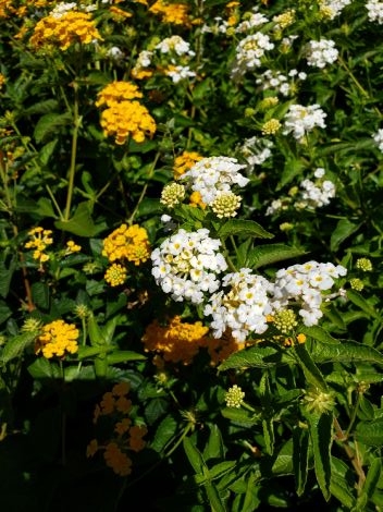 Silver Mound Lantana