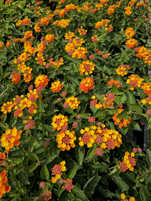 Spreading Sunset Lantana