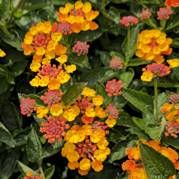 Spreading Sunset Lantana