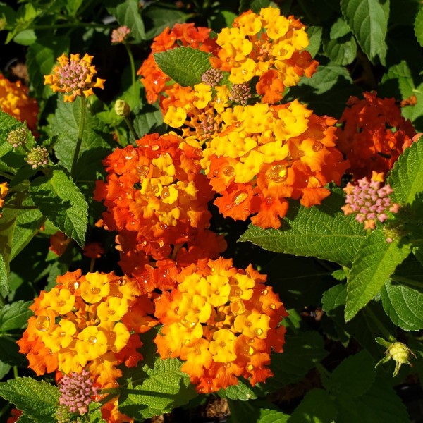 Star Landing Lantana