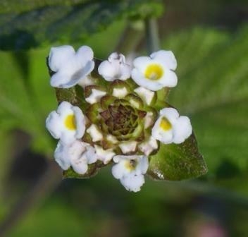 White Hammock Shrubverbena, Small-Headed Lantana