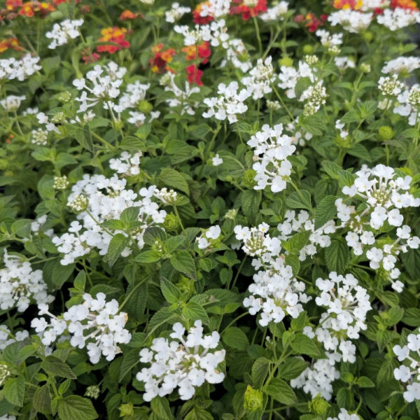 White Trailing Lantana, Weeping Lantana