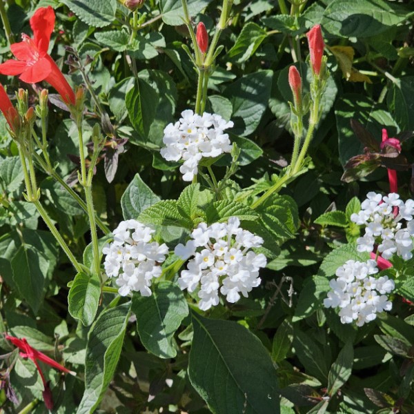 White Trailing Lantana, Weeping Lantana