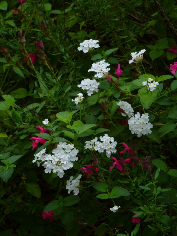 White Trailing Lantana, Weeping Lantana