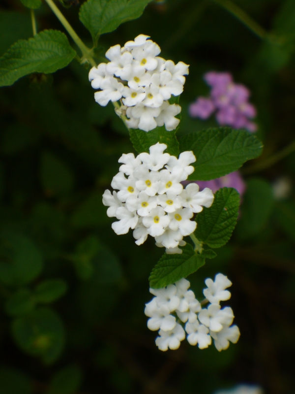 White Trailing Lantana, Weeping Lantana