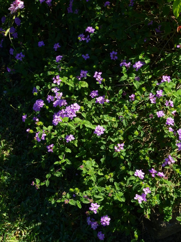 Purple Trailing Lantana, Weeping Lantana