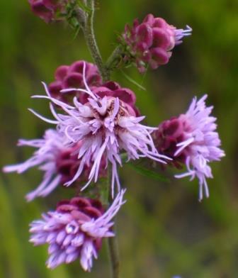 Tall Blazing Star, Gayfeather, Liatris, Rough Blazing Star, Button Snakeroot